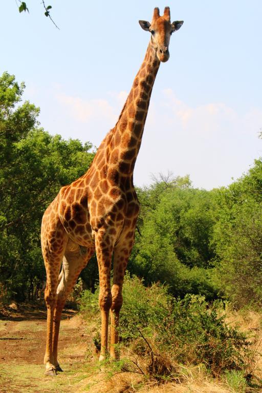Ouklip Game Lodge Klipdrift المظهر الخارجي الصورة