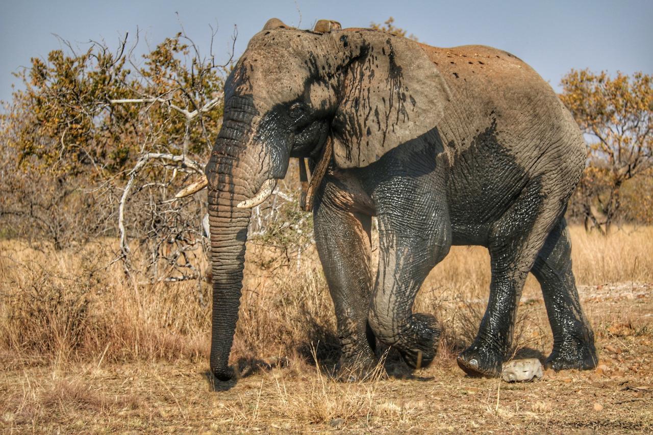 Ouklip Game Lodge Klipdrift المظهر الخارجي الصورة