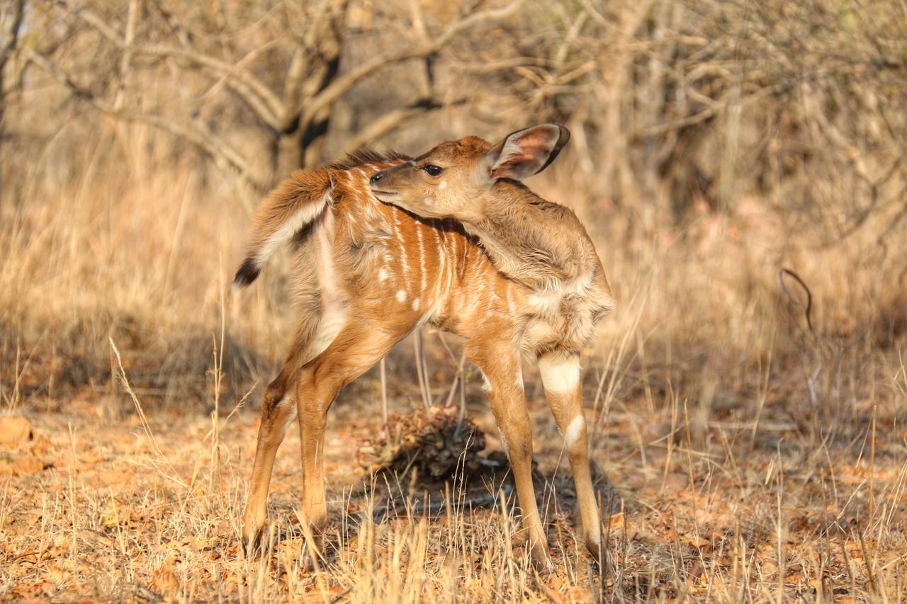 Ouklip Game Lodge Klipdrift المظهر الخارجي الصورة